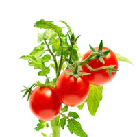 Petomato Tomato Plant