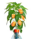 Petomato Habanero Plant