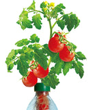 Petomato Tomato Plant