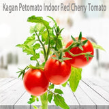 Petomato Tomato Plant