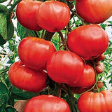 Gardener's Choice Giant Tree Tomato - Includes 6 Pre-Seeded Pots